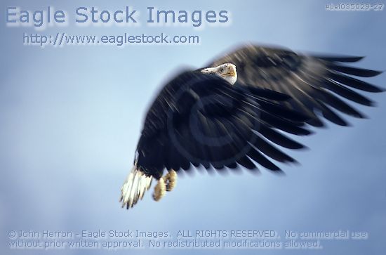 [bef035029-27]  Bald Eagle photo - soaring high